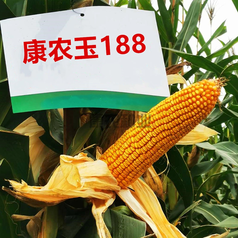 9159金莎游艺场玉188