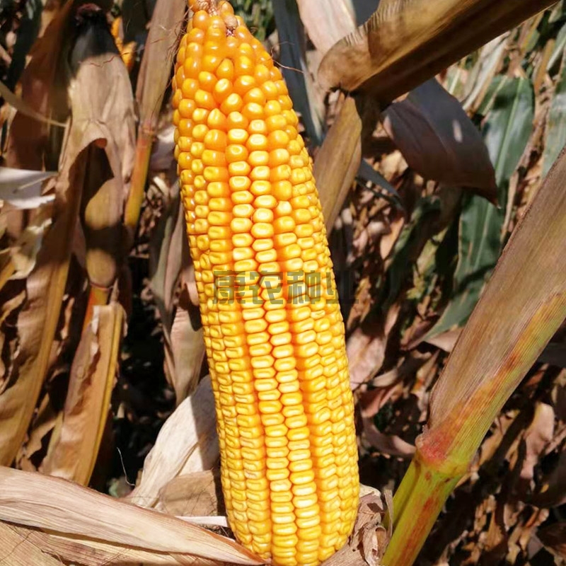 Huadan 17